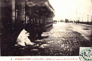 ALGER - BOULEVARD CARNOT - OURS EN NEIGE - 1905